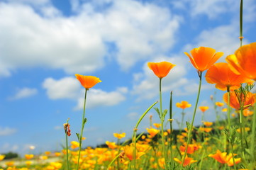 Colorful Flower Fields in Japan