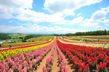 Colorful Flower Fields in Japan