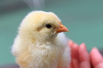 Cute baby chick in hand