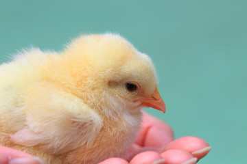Cute baby chick in hand
