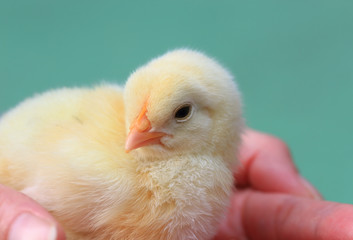 Cute baby chick in hand