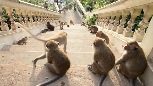 Monkeys grooming on stone railing