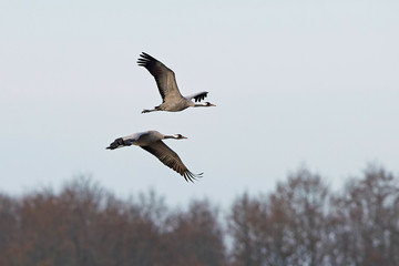 Common crane (Grus grus)