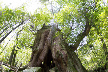 屋久島　白谷雲水峡　二代大杉