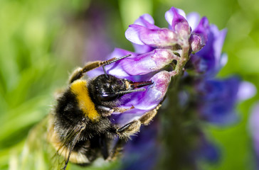 Mohnblumen - Kornblumen - Sommerzeit