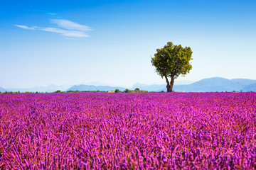 Lavender and lonely tree uphill. Provence, France