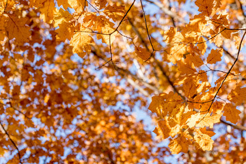 Fall leaves background