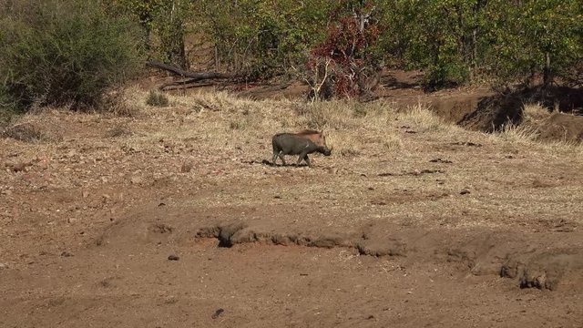 Warthog after a bath in a waterhole (South Africa,4K footage)