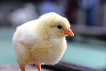 Little chicken close up