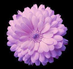 pink-violet Flower calendula, blossoms petals light pink  with dew, black isolated background with clipping path. no shadows. Closeup with no shadows. for design.
