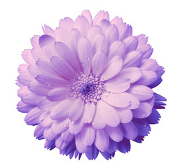 light pink, gentle Flower calendula, blossoms petals light pink  with dew, white isolated background with clipping path. no shadows. Closeup with no shadows. for design.