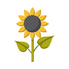 Vector cartoon isolated sunflower icon