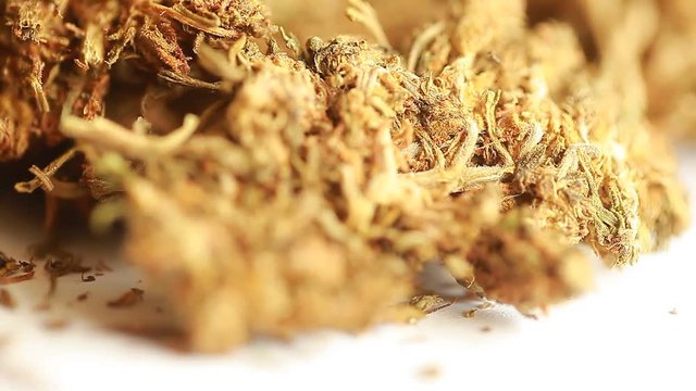 Indian hemp and hashish. ganja marijuana Himalayan
