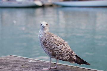Seagull looking at the camera in the port