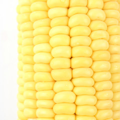 Closeup Corn isolated on a white background