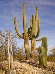 Saguaro Cacti, Rocks, Saguaro National Park, AZ USA