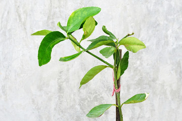 young green tree