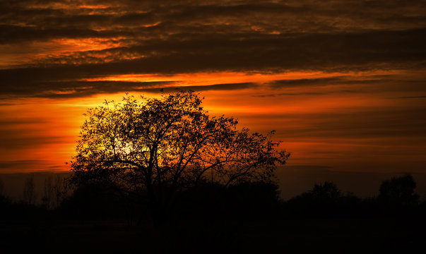 Plant silhouette in the nature