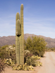 Cacti, Road, Saguaro National Park, AZ USA
