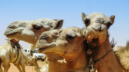 Photo sur Plexiglas Chameau Chameaux dans le marché aux chameaux à Omdurman, Soudan