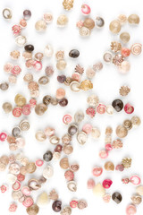seashells, white background