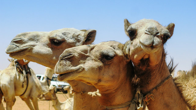 Camels in the camel market in Omdurman, Sudan