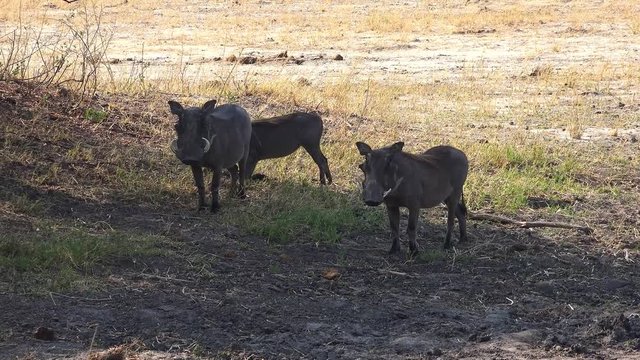 Warthogs (lat. Phacochoerus) in Hwange National Park (Zimbabwe) as 4K UHD footage