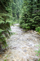 mountain river in summer