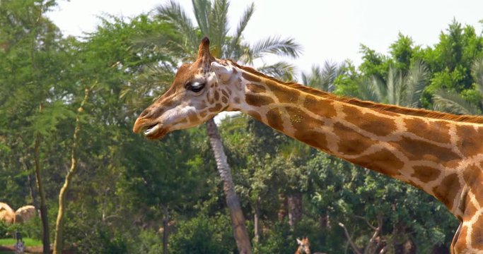 Northern Giraffe (Giraffa Camelopardalis) Portrait