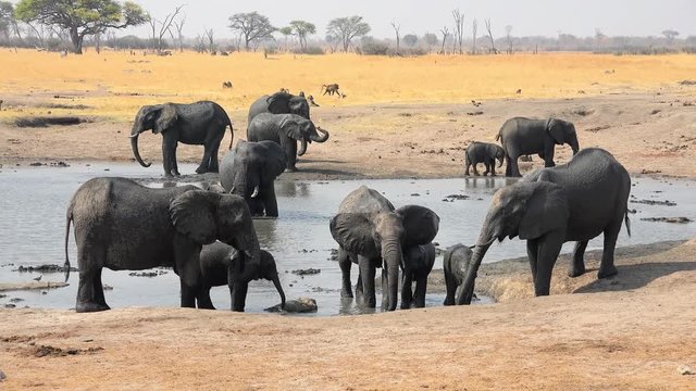 Waterhole with a herd of Elephants (4K footage) in Hwange National Park, Zimbabwe