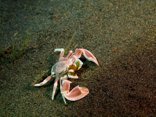 Cleaner crab