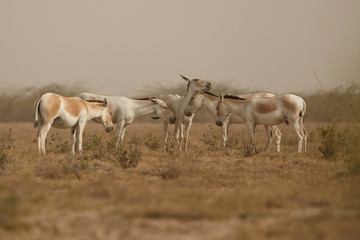wild asses in the desert little rann of kutch, males fight, mating time, little rann of kutch, nature habitat, indian gujarat, indian wildlife, very rare species