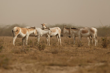 wild asses in the desert little rann of kutch, males fight, mating time, little rann of kutch, nature habitat, indian gujarat, indian wildlife, very rare species