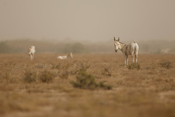wild asses in the desert little rann of kutch, males fight, mating time, little rann of kutch, nature habitat, indian gujarat, indian wildlife, very rare species