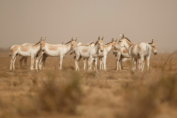 wild asses in the desert little rann of kutch, males fight, mating time, little rann of kutch, nature habitat, indian gujarat, indian wildlife, very rare species