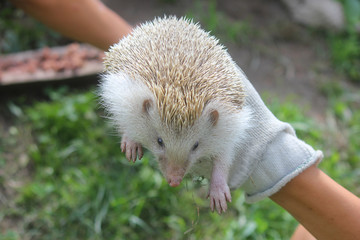 hand with an hedgehog © nicola_romano
