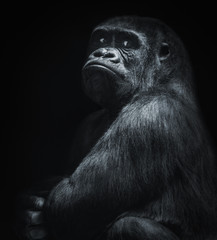 Big boss gorilla © Ingo Menhard