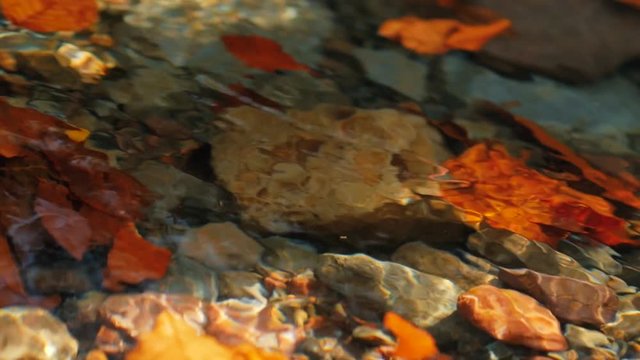 清らかな渓流 １１  流れる 落ち葉 紅葉