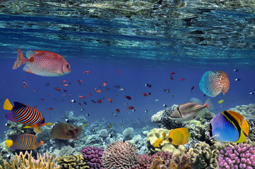 Colorful reef underwater landscape