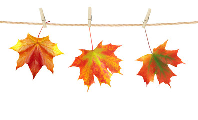 Autumn time decoration, dry maple leaves pinned on rope with clo