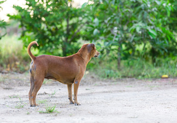 female dog living in rural of Thailand
