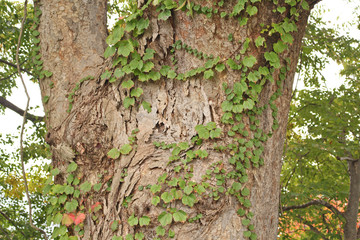 木 ツタ 生命 Tree Nature 