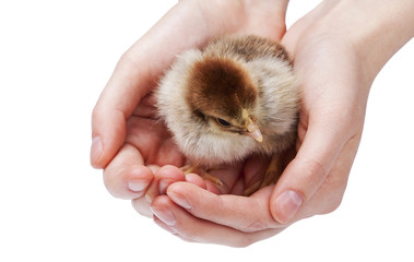 Chicken in hands