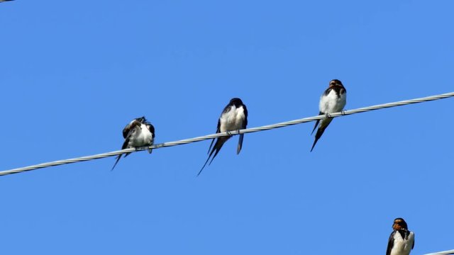 Many swallows sitting on a wire