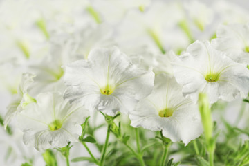 Obraz premium hothouse plant a petunia
