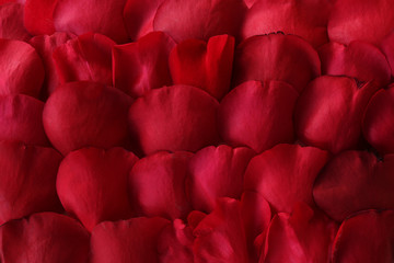 Rose petals background