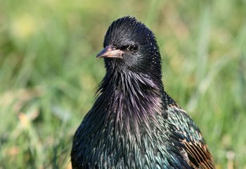 Detailed close-up of  European Starling (Sturnus vulgaris) facing the camera.