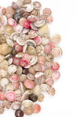seashells, white background