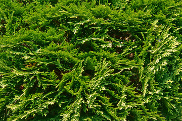 Fototapeta premium juniper branch