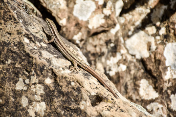 Lizard crawling on a rock